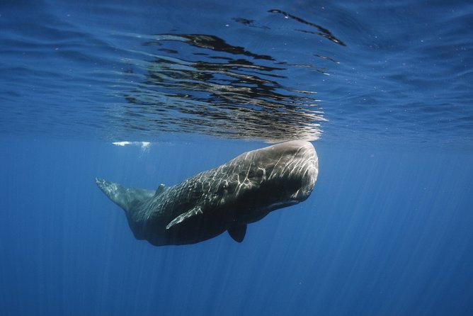 Private Whale and Dolphin Whale Watching Boat Tour - Private Whale and Dolphin Tour in Dominica: What You’re Really Booking