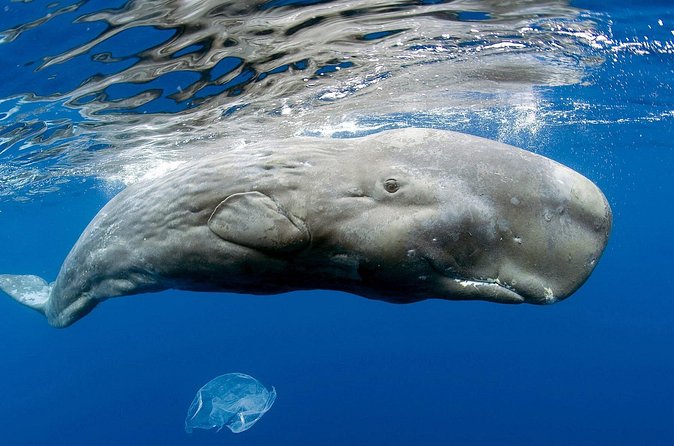 Private Whale and Dolphin Whale Watching Boat Tour - What You Might See: Sperm Whales, Pilot Whales, Dolphins, and More