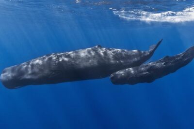 Private Whale and Dolphin Whale Watching Boat Tour - The 3 Stops Around Dominica: How the Time Gets Used Offshore