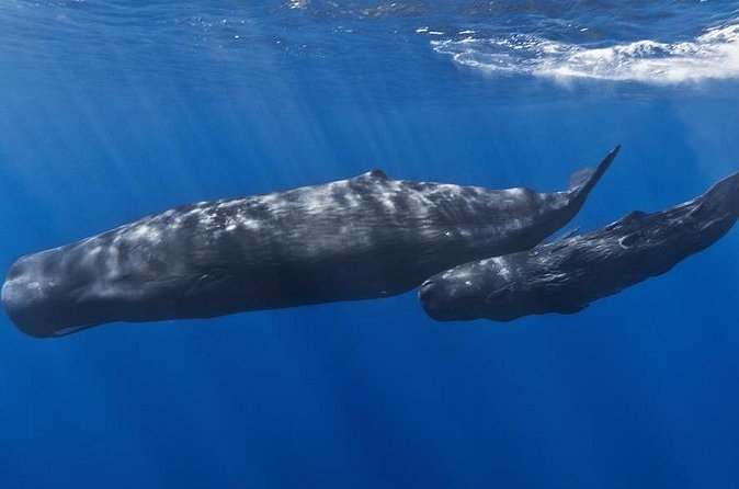 Private Whale and Dolphin Whale Watching Boat Tour - Drinks and Comfort: Tiffany’s Rum Punch and the Simple Upside of Included Treats