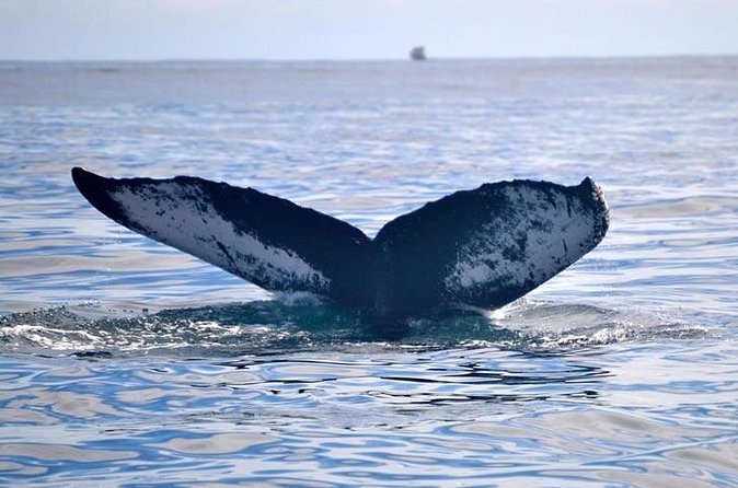 Private Whale and Dolphin Whale Watching Boat Tour - Price and Value: Is $1,450 Worth It for a Private Group?