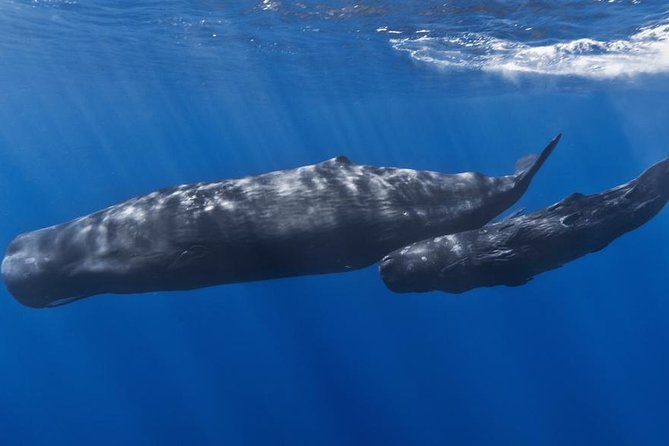 Private Whale and Dolphin Whale Watching Boat Tour - The 3 Stops Around Dominica: How the Time Gets Used Offshore