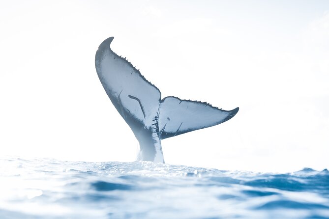Private Whale Watching Activity: 6 passengers max - Key Highlights You’ll Actually Care About