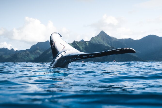 Private Whale Watching Activity: 6 passengers max - What You’re Likely to See: Humpbacks, Behavior, and Those Close Moments