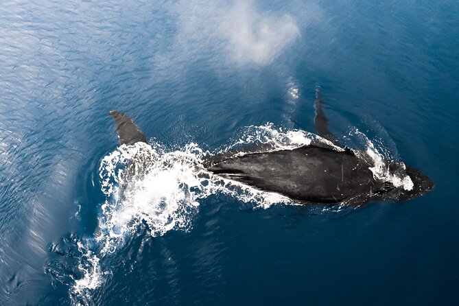 Private Whale Watching Activity: 6 passengers max - Why the Education Part Matters (Especially If You’re Not a Whale Nerd)
