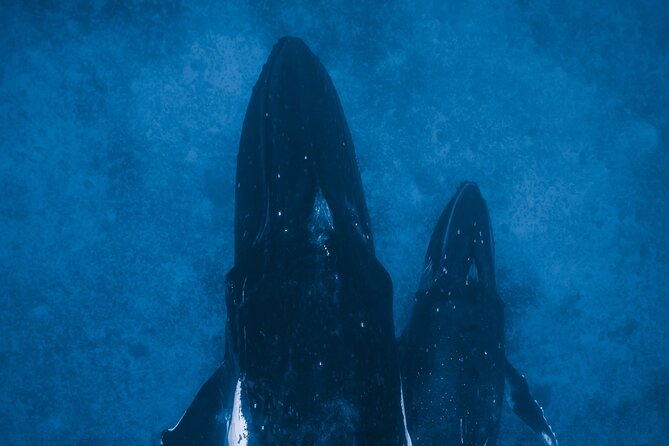 Private Whale Watching Activity: 6 passengers max - Things to Plan For: Weather, Supplies, and First-Timer Comfort