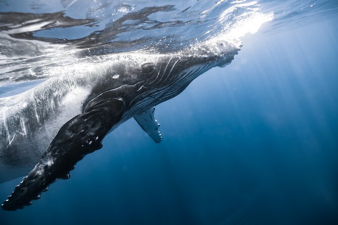 Private Whale Watching Activity: 6 passengers max - Who This Tour Fits Best (And Who Might Want Another Option)