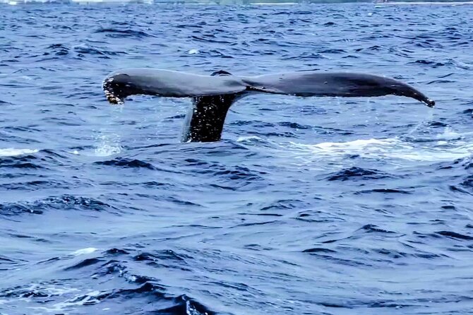 Private Whale Watching Adventure - Where you meet (and how to avoid the usual first-minute stress)