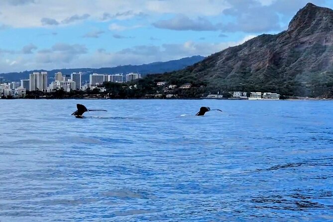 Private Whale Watching Adventure - What you might see offshore: whales, dolphins, turtles, and bonus wildlife