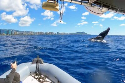 Private Whale Watching Adventure - Sailing out from Ala Wai Harbor: what the time on the water is like
