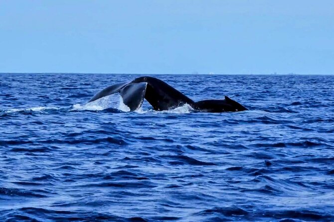 Private Whale Watching Adventure - Private-by-design means you can linger when the action happens