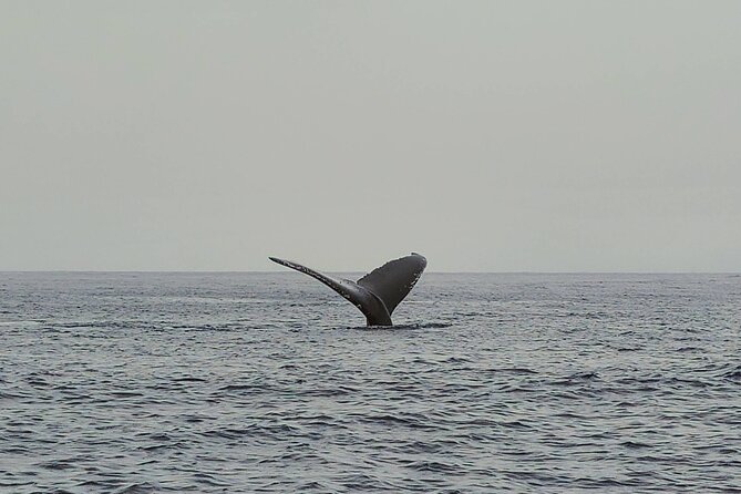 Private Whale Watching Adventure - Captain Chris and the crew: facts, calm, and keeping the hunt moving