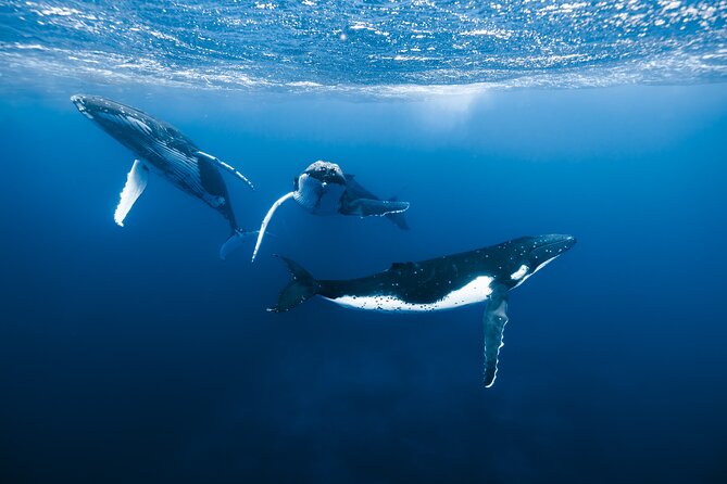 Private Whale Watching Adventure in Mo'orea - Key highlights before you go