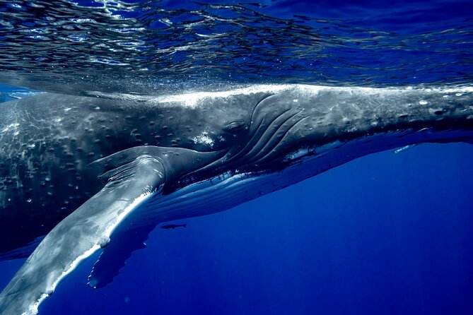 Private Whale Watching Adventure in Mo'orea - Price and Value: What $1,821.96 per Group Really Means