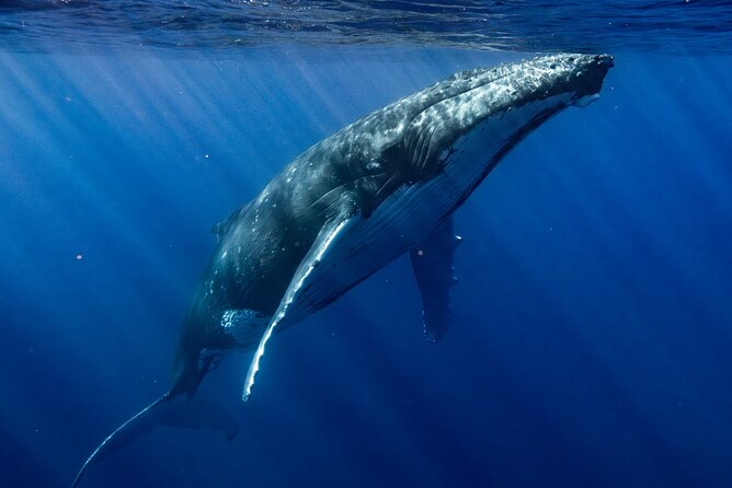 Private Whale Watching Adventure in Mo'orea - Should You Book This Private Whale Watching Adventure?