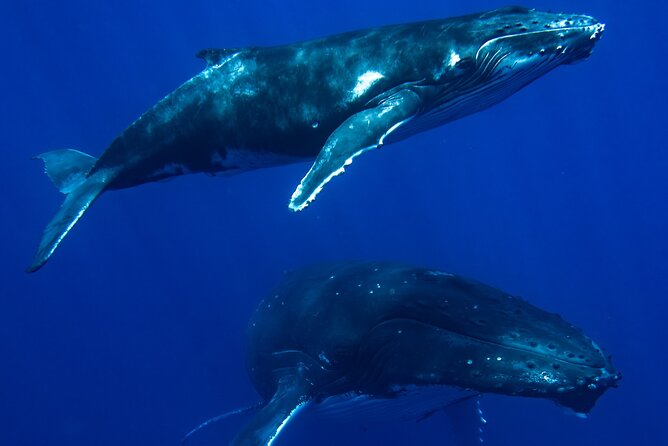 Private Whale Watching Adventure in Mo'orea - Finding Humpback Whales Without Rushing Them