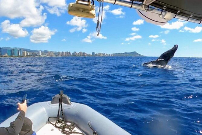 Private Whale Watching Adventure - Sailing out from Ala Wai Harbor: what the time on the water is like