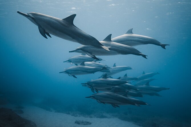 Private Whale Watching and Coastal Swimming Tour Honolulu - Coastal Swimming and Snorkel Stops with Sea Turtles and Fish