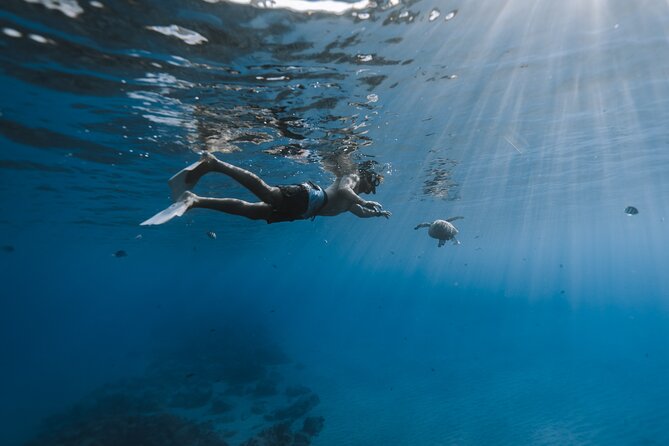 Private Whale Watching and Coastal Swimming Tour Honolulu - How a Private Charter Changes the Whale-Watching Game