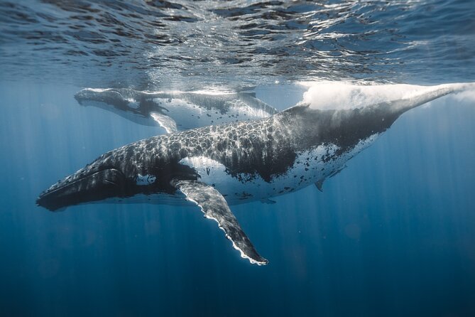 Private Whale Watching and Coastal Swimming Tour Honolulu - Price at $749: What You Get for Your Money (Up to 6 People)