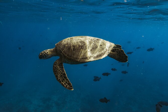 Private Whale Watching and Coastal Swimming Tour Honolulu - Who Should Book This Honolulu Whale and Swim Tour