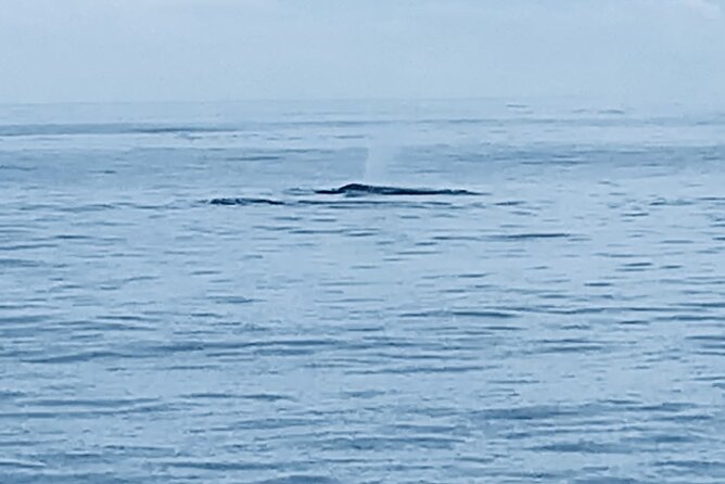 Private Whale Watching and Dolphin Excursion - A private 2-hour Oahu outing: small group, long ocean moments