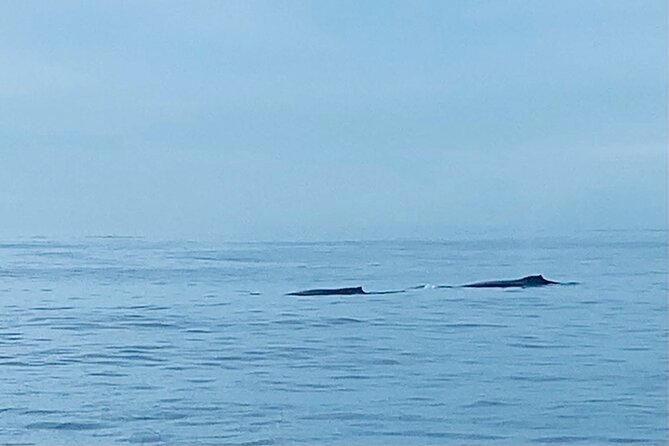 Private Whale Watching and Dolphin Excursion - Leaving from Ala Moana: easy start, simple return