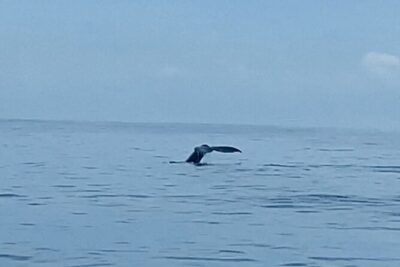 Private Whale Watching and Dolphin Excursion - Whale, dolphin, and turtle spotting: what the captain is really paying attention to