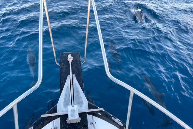Private Whale Watching and Dolphin Excursion - Price and value: $265 per person, when it makes sense