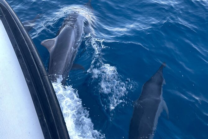 Private Whale Watching and Dolphin Excursion - Who should book this whale and dolphin excursion?