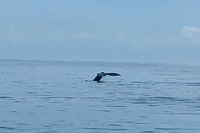 Private Whale Watching and Dolphin Excursion - Whale, dolphin, and turtle spotting: what the captain is really paying attention to