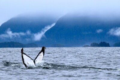 Private Whale Watching and Marine Wildlife Tour - Key Points Before You Book
