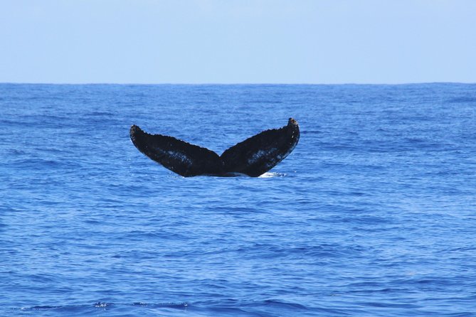 Private Whale Watching Charter (Grand Turk) - Grand Turk Whale Season: What You’re Really Signing Up For
