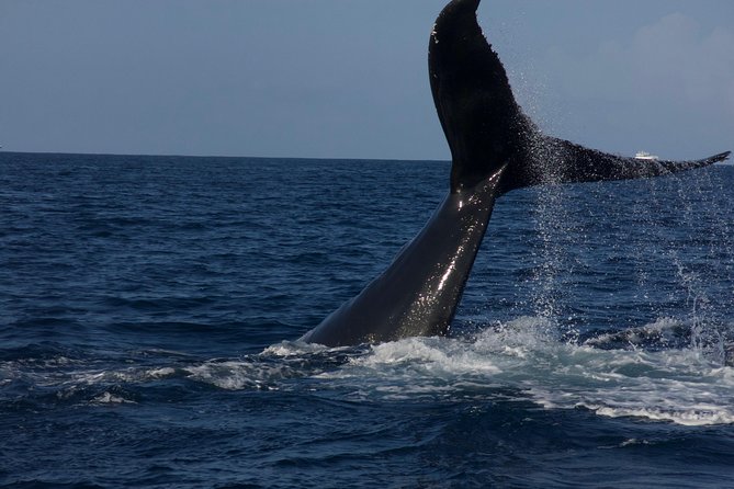 Private Whale Watching Charter (Grand Turk) - Snorkeling and Possible In-Water Encounters with Your Guide