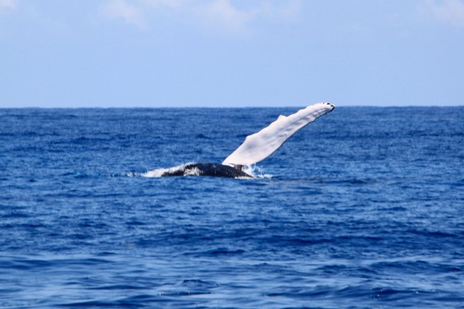 Private Whale Watching Charter (Grand Turk) - Onboard Comfort: Snacks, Water, and a Realistic Time Window