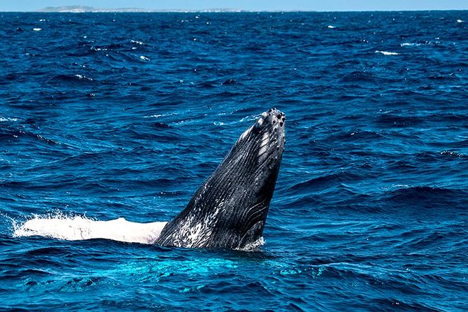 Private Whale Watching Charter (Grand Turk) - Price and Value: Is $1,000 Per Person Worth It?