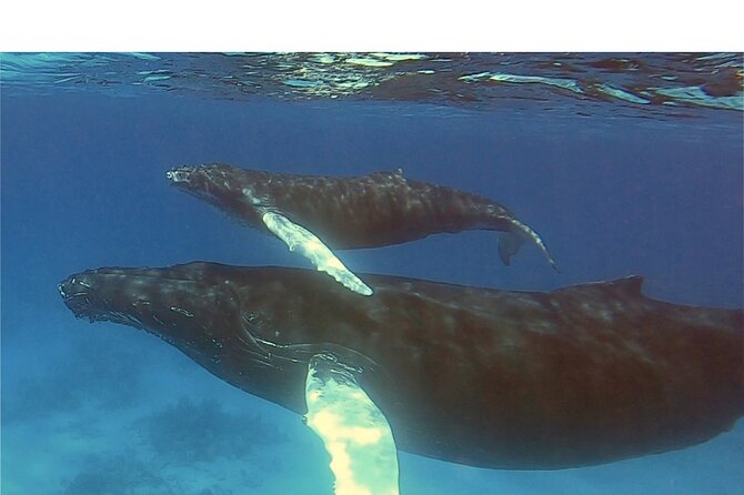Private Whale Watching Charter (Grand Turk) - Best Fit: Who This Private Whale Charter Suits Best