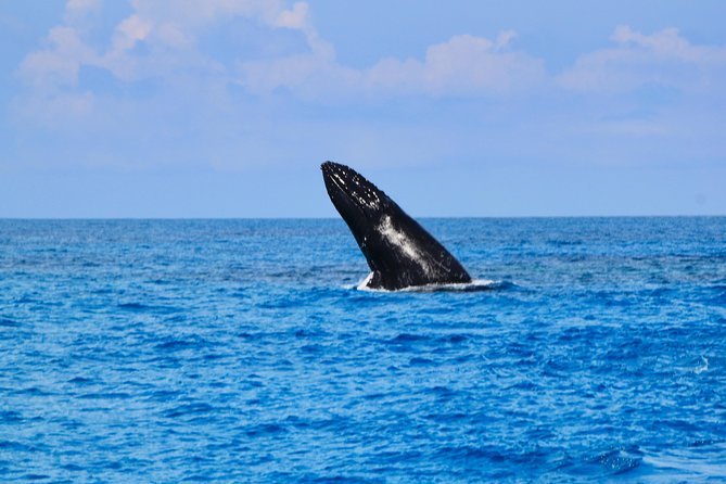 Private Whale Watching Charter (Grand Turk) - Weather Rules, Sea State, and Staying Flexible