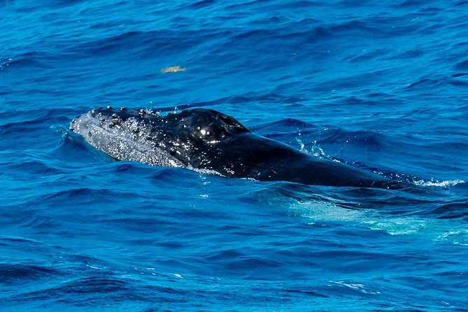 Private Whale Watching Charter (Grand Turk) - Humpback Spotting: How a Captain Looks for the Right Stage