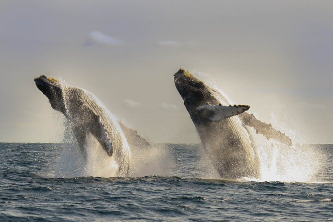 Private Whale Watching in San José del Cabo - Your Tour Windows and Check-In Times (So You Don’t Waste a Minute)