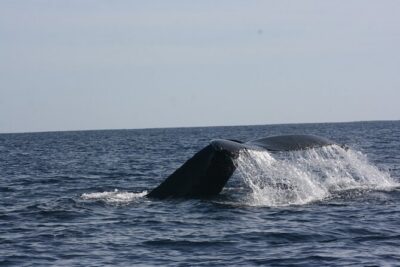 Private Whale Watching in San José del Cabo - What You Do on the Water: Seeing Whales and Hearing Them Too