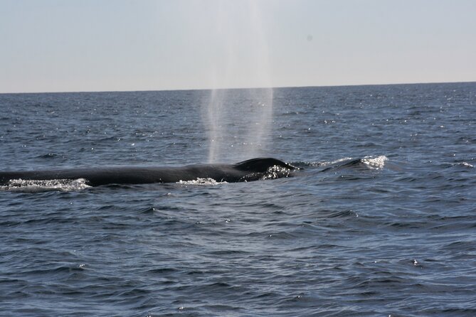 Private Whale Watching in San José del Cabo - Meeting Point and How the Day Starts