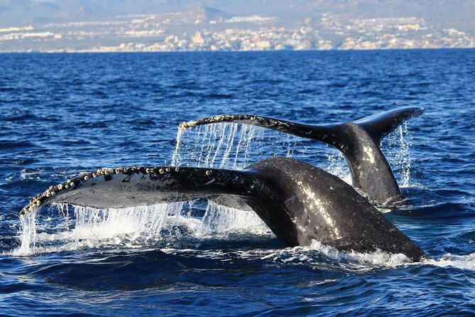 Private Whale Watching in San José del Cabo - The Private Boat Feel: Comfort, Viewing, and a Captain Who Knows the Water