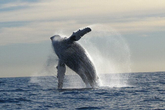 Private Whale Watching in San José del Cabo - The Guide Factor: Ocean Science Meets Spotting Skills