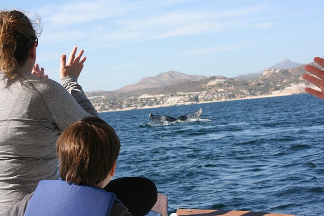 Private Whale Watching in San José del Cabo - Price and Value: Why $200 Can Make Sense for the Right Group
