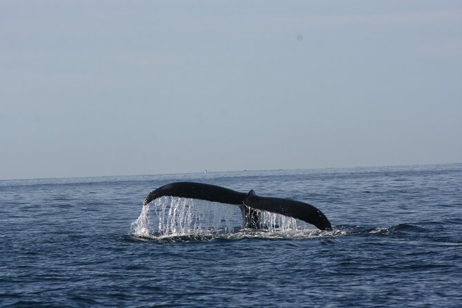 Private Whale Watching in San José del Cabo - Potential Downsides (And How to Reduce the Risk)