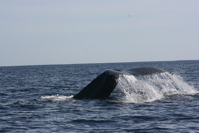 Private Whale Watching in San José del Cabo - What You Do on the Water: Seeing Whales and Hearing Them Too