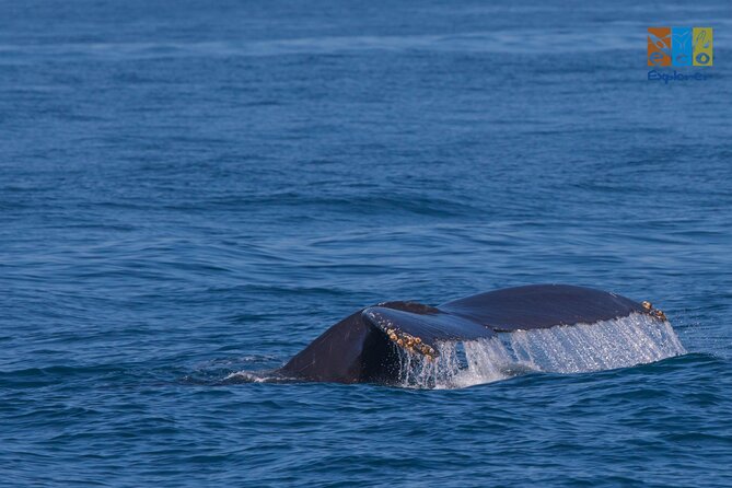 Private Whale watching Puerto Vallarta - Key highlights before you go