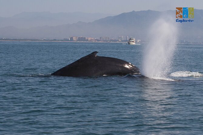 Private Whale watching Puerto Vallarta - Stop 1: Eco Explorer Vallarta and wildlife scanning