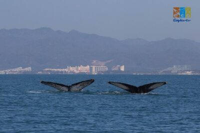 Private Whale watching Puerto Vallarta - The 11:30 am timing and how the boat portion works